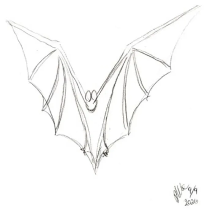 A pencil study of a bat with wings spread wide, drawn in fine graphite line